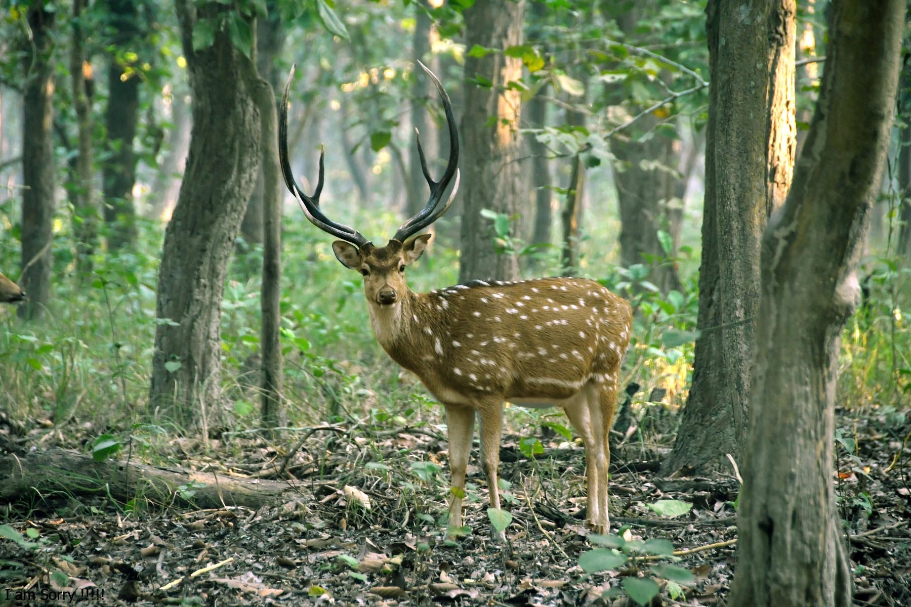 Wildlife and Nature Photography