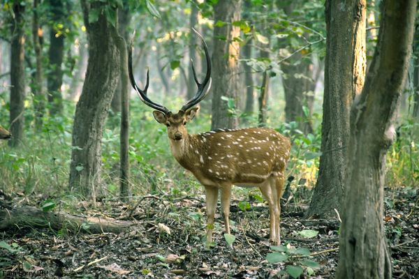 Wildlife and Tiger Stills